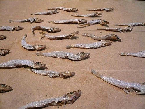 Dried fishes covered with diamonds (Naom
